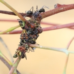 Eurymeloides pulchra (Gumtree hopper) at Molonglo Valley, ACT - 8 Dec 2019 by AlisonMilton