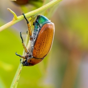 Anoplognathus brunnipennis at Belconnen, ACT - 8 Dec 2019 09:15 AM