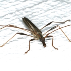 Rhinophthalmus nasutus at Ainslie, ACT - 5 Dec 2019