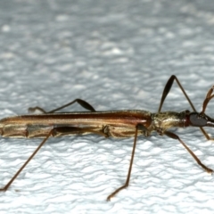 Rhinophthalmus nasutus at Ainslie, ACT - 5 Dec 2019