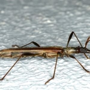 Rhinophthalmus nasutus at Ainslie, ACT - 5 Dec 2019