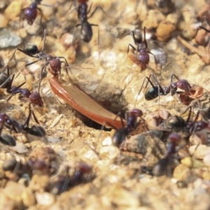 Iridomyrmex purpureus at Molonglo Valley, ACT - 8 Dec 2019 07:55 AM