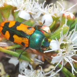 Castiarina scalaris at Cavan, NSW - 7 Dec 2019