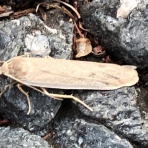 Scoliacma nana at Aranda, ACT - 8 Dec 2019 07:30 PM