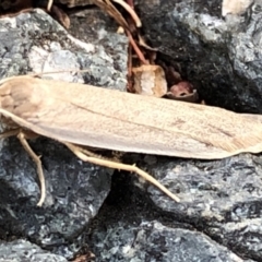 Scoliacma nana at Aranda, ACT - 8 Dec 2019 07:30 PM