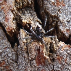 Euryopis splendens (Splendid tick spider) at Point 4997 - 7 Dec 2019 by Christine