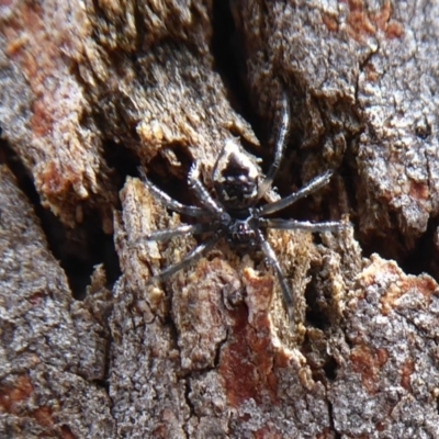 Euryopis splendens (Splendid tick spider) at Point 4997 - 7 Dec 2019 by Christine