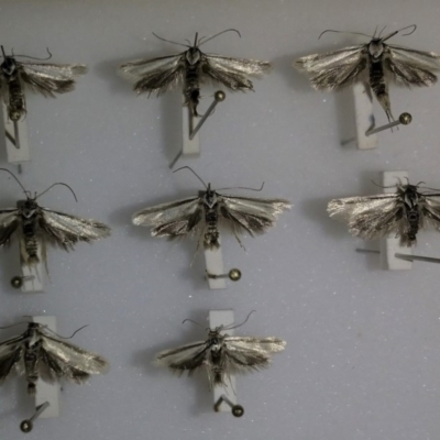 Philobota pilipes (A concealer moth) at National Arboretum Forests - 30 Oct 2019 by GlennCocking