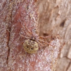 Cymbacha ocellata (Crab spider) at Dunlop, ACT - 7 Dec 2019 by Christine