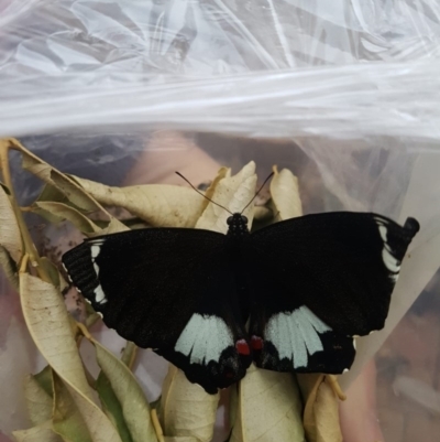 Papilio aegeus (Orchard Swallowtail, Large Citrus Butterfly) at Red Hill, ACT - 24 Sep 2019 by Illilanga