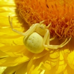 Thomisus spectabilis (Spectacular Crab Spider) at Acton, ACT - 7 Dec 2019 by Christine