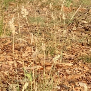 Rytidosperma sp. at Weston, ACT - 30 Oct 2019