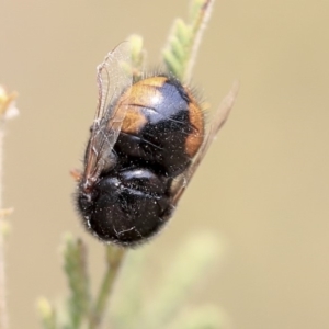 Pterodontia mellii at Scullin, ACT - 8 Dec 2019