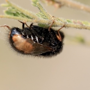 Pterodontia mellii at Scullin, ACT - 8 Dec 2019 02:18 PM