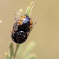 Pterodontia mellii at Scullin, ACT - 8 Dec 2019