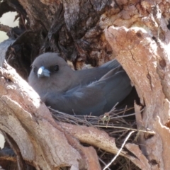 Artamus cyanopterus (Dusky Woodswallow) at Rendezvous Creek, ACT - 3 Dec 2019 by RobParnell