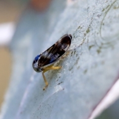 Rosopaella cuprea (A leafhopper) at Scullin, ACT - 8 Dec 2019 by AlisonMilton