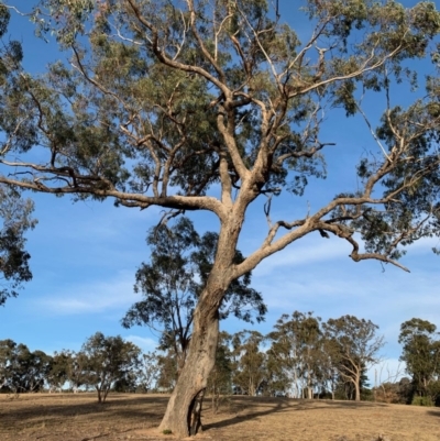 Eucalyptus bridgesiana (Apple Box) at Hughes, ACT - 6 Dec 2019 by ebristow