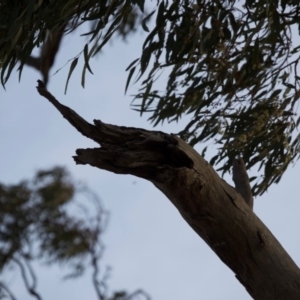 Eucalyptus melliodora at Hughes, ACT - 6 Dec 2019