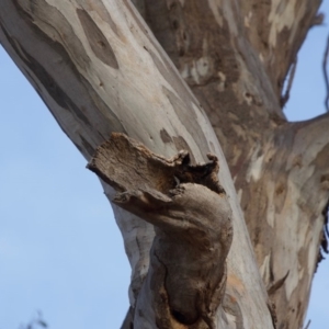 Eucalyptus melliodora at Red Hill to Yarralumla Creek - 6 Dec 2019 07:11 PM