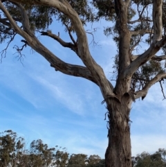 Eucalyptus melliodora at Red Hill to Yarralumla Creek - 6 Dec 2019 07:11 PM