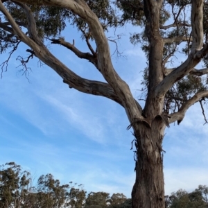 Eucalyptus melliodora at Hughes, ACT - 6 Dec 2019