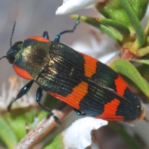 Castiarina supergrata at Cotter River, ACT - 7 Dec 2019 11:19 PM