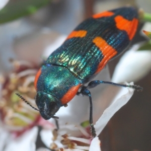 Castiarina supergrata at Cotter River, ACT - 7 Dec 2019 11:19 PM