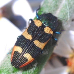 Castiarina interstitialis at Brindabella, NSW - 7 Dec 2019 11:14 PM