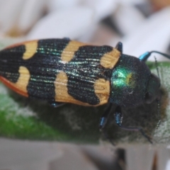 Castiarina interstitialis at Brindabella, NSW - 7 Dec 2019 11:14 PM