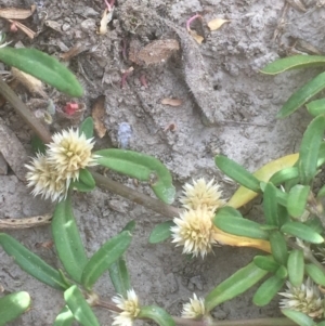 Alternanthera denticulata at Burra, NSW - 7 Dec 2019