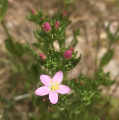 Centaurium erythraea (Common Centaury) at Googong Foreshore - 7 Dec 2019 by JaneR