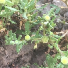 Centipeda cunninghamii (Common Sneezeweed) at Googong Foreshore - 7 Dec 2019 by JaneR