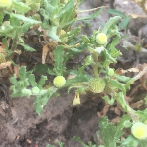 Centipeda cunninghamii at Burra, NSW - 7 Dec 2019 04:42 PM