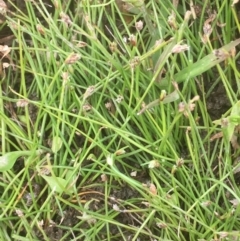 Isolepis cernua (Slender Clubrush) at Googong Foreshore - 7 Dec 2019 by JaneR