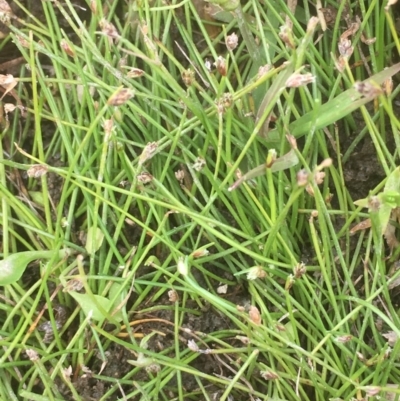 Isolepis cernua (Slender Clubrush) at Burra, NSW - 7 Dec 2019 by JaneR