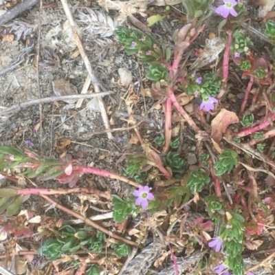 Lythrum hyssopifolia (Small Loosestrife) at Googong Foreshore - 7 Dec 2019 by JaneR