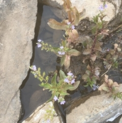 Veronica anagallis-aquatica (Blue Water Speedwell) at Burra, NSW - 7 Dec 2019 by JaneR