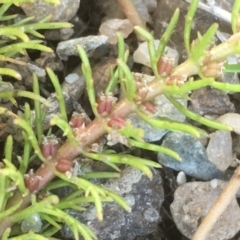 Myriophyllum simulans (Water Milfoil) at Burra, NSW - 7 Dec 2019 by JaneR