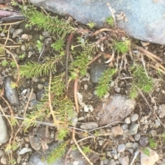 Myriophyllum simulans at Burra, NSW - 7 Dec 2019