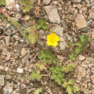 Ranunculus sp. at Burra, NSW - 7 Dec 2019