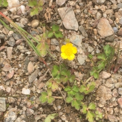 Ranunculus sp. (Buttercup) at Googong Foreshore - 7 Dec 2019 by JaneR