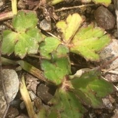 Ranunculus sp. at Burra, NSW - 7 Dec 2019