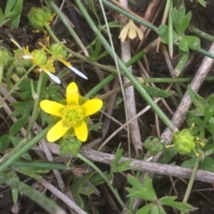 Ranunculus amphitrichus (Small River Buttercup) at Googong Foreshore - 7 Dec 2019 by JaneR
