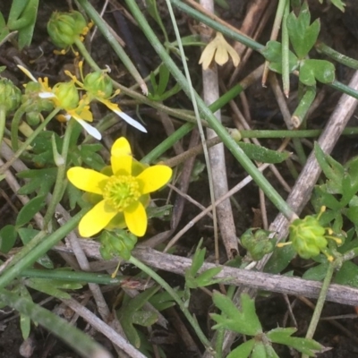 Ranunculus amphitrichus (Small River Buttercup) at Googong Foreshore - 7 Dec 2019 by JaneR