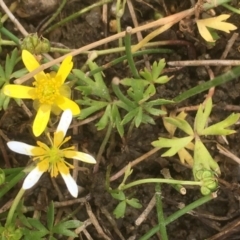 Ranunculus amphitrichus at Burra, NSW - 7 Dec 2019