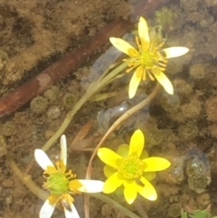 Ranunculus amphitrichus at Burra, NSW - 7 Dec 2019