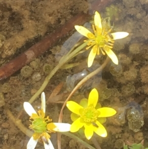 Ranunculus amphitrichus at Burra, NSW - 7 Dec 2019