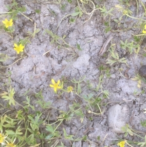 Ranunculus amphitrichus at Burra, NSW - 7 Dec 2019