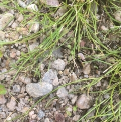 Schoenus apogon (Common Bog Sedge) at Googong Foreshore - 7 Dec 2019 by JaneR